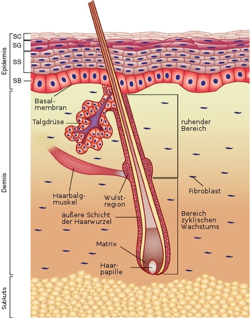 Anatomy of the skin de
